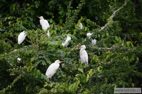 Ranganathittu Bird Sanctuary