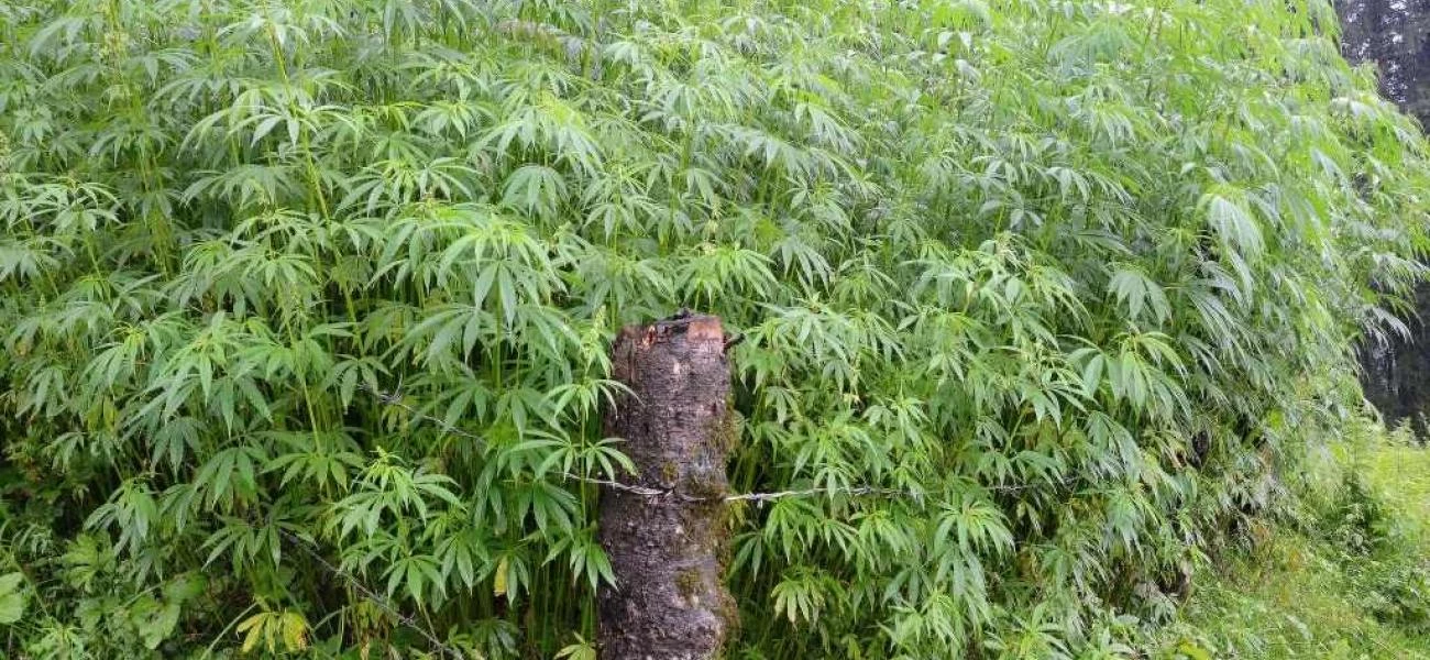marihuana neboli ganja marihuana neboli ganja
