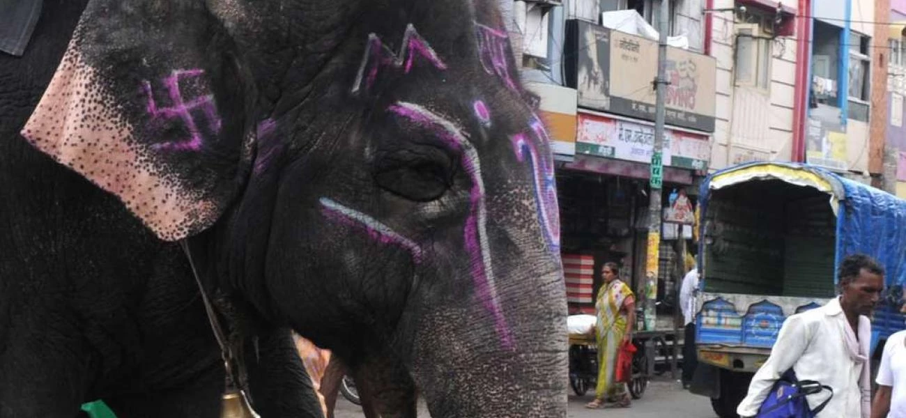 Nejhezčí pohled na Indii je ze sloního hřbetu