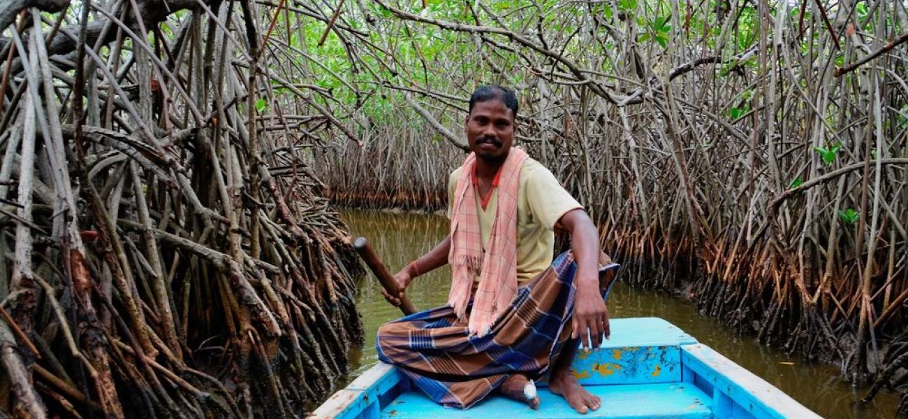 Pichavaram mangrove Pichavaram mangrove