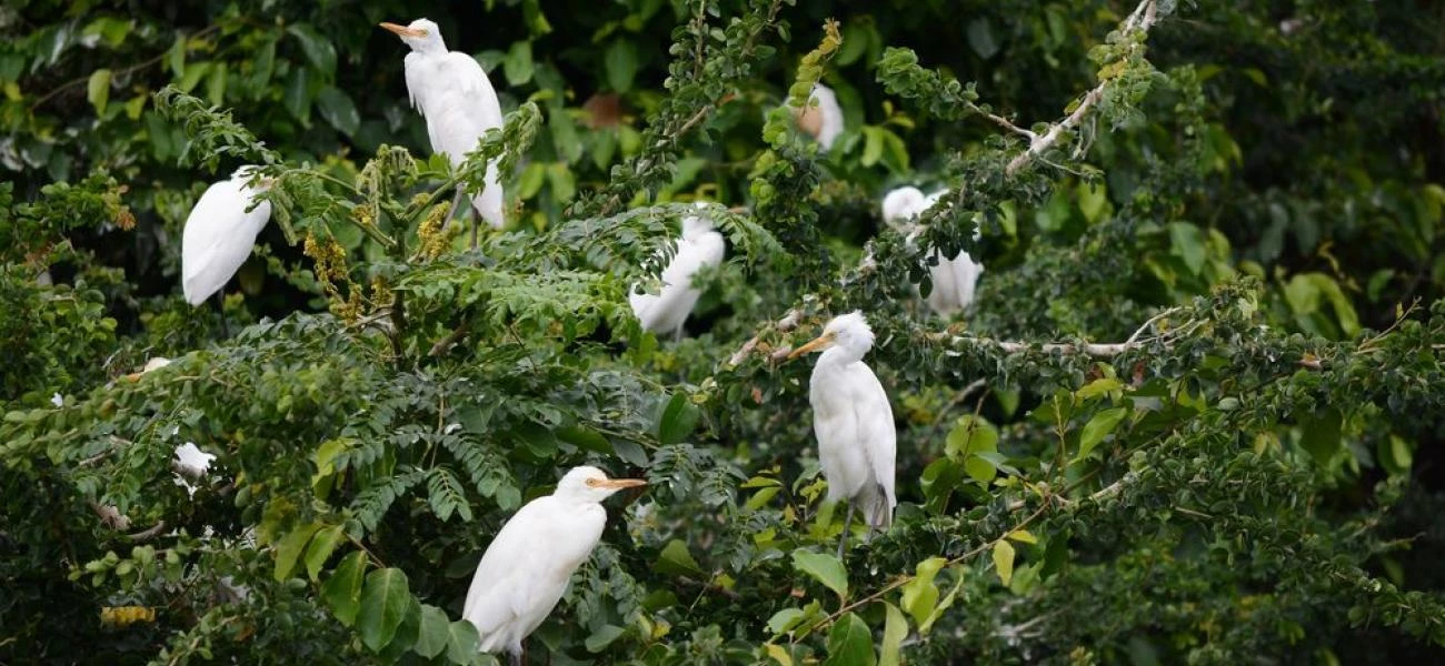 Ranganathittu Bird Sanctuary