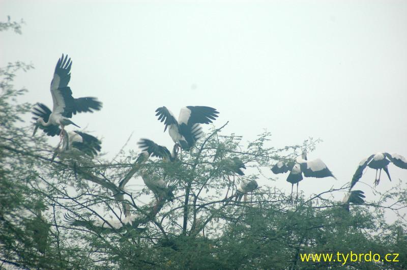 Ptačí rezervace Bharatpur neboli Koeladeo Ghana National Park