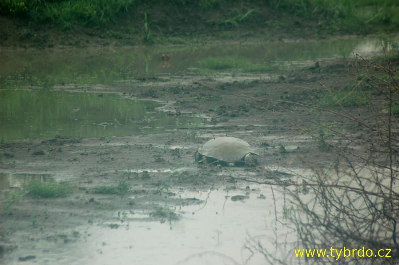 Ptačí rezervace Bharatpur neboli Koeladeo Ghana National Park