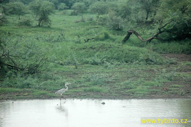 Ptačí rezervace Bharatpur neboli Koeladeo Ghana National Park