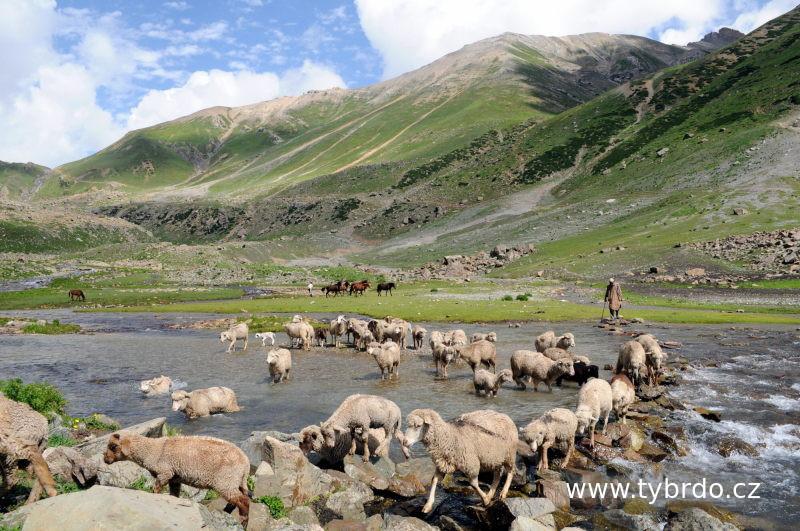pastevci - gudžarové poblíž Sonamargu