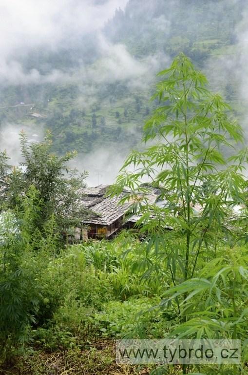 marihuana neboli ganja