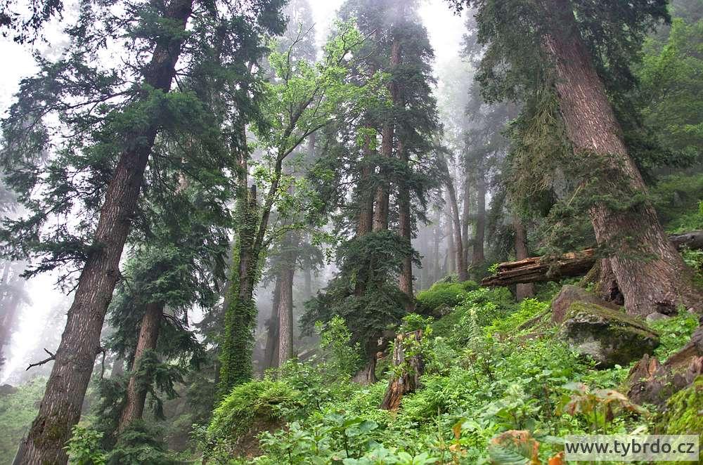 horské pralesy v údolí Parvati