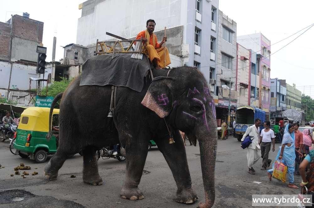 mahaut se svým slonem v poutním místě Uddžainu