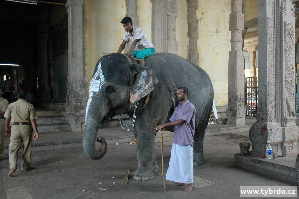 posvátný indický slon v chrámu Mínakší, Madurai