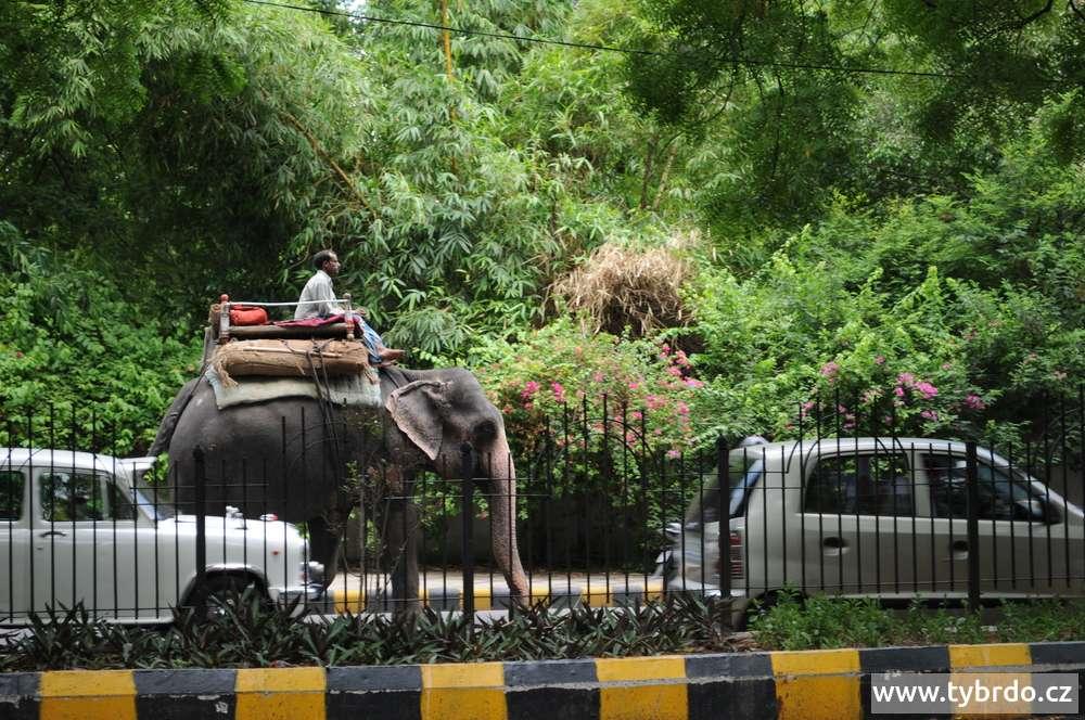 slon v ulicích Delhi