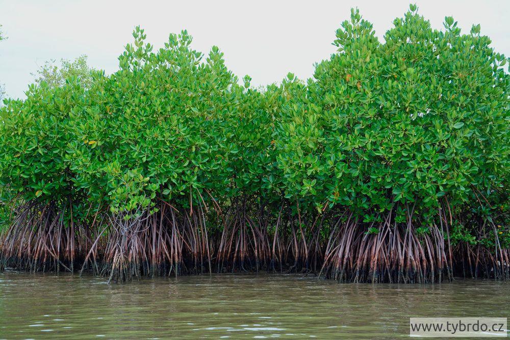 Pichavaram mangrove 