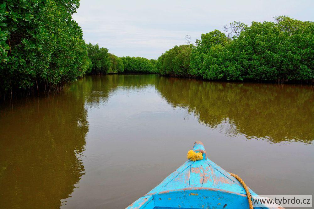 Pichavaram mangrove 