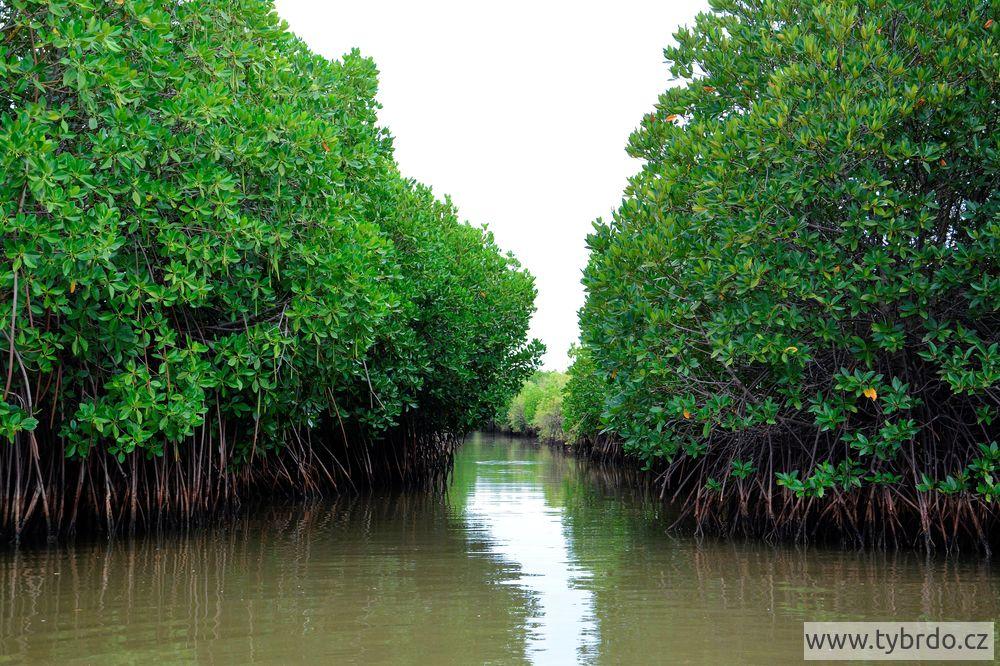 Pichavaram mangrove 