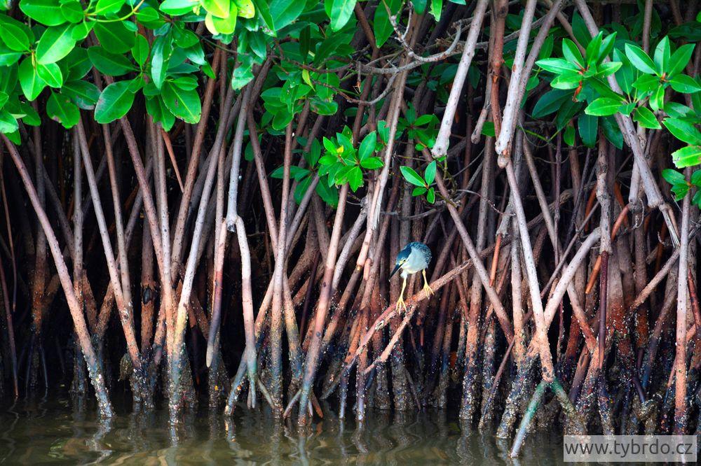 Pichavaram mangrove 