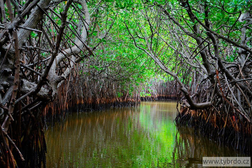 Pichavaram mangrove 