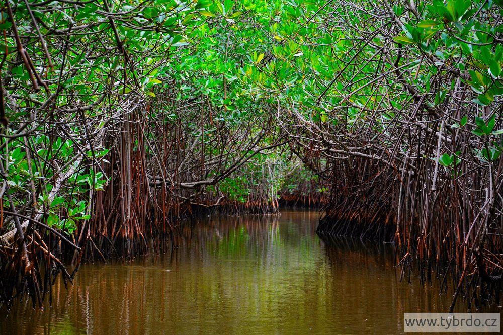Pichavaram mangrove 