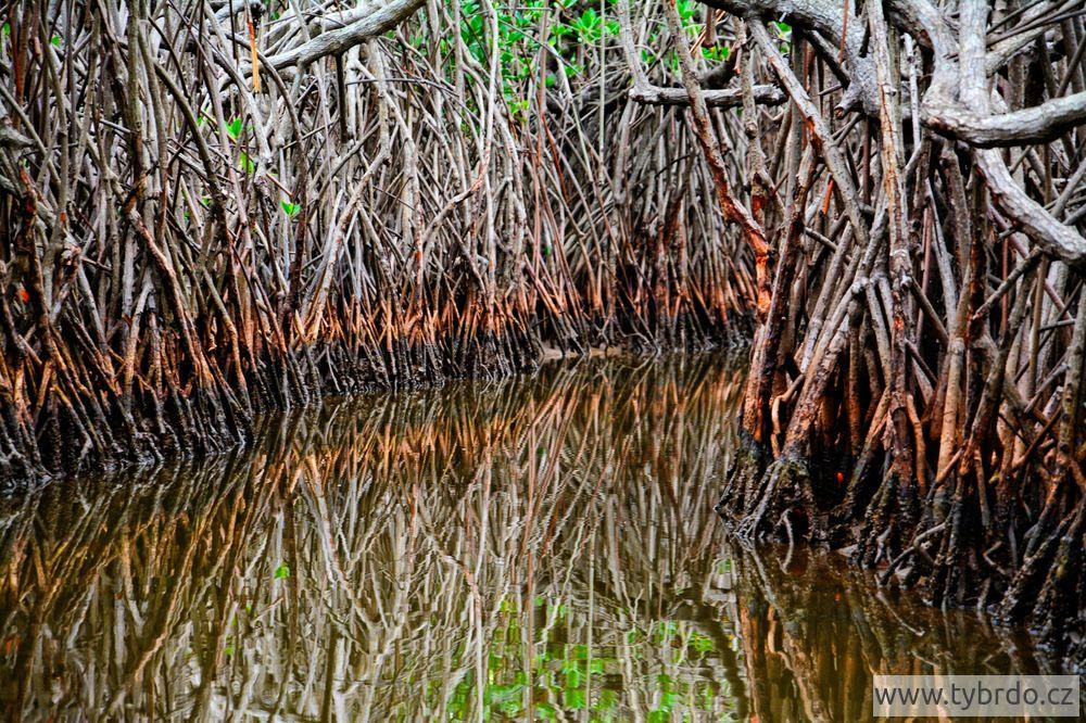 Pichavaram mangrove 