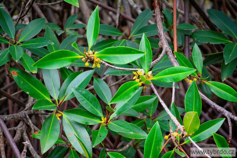 Pichavaram mangrove 