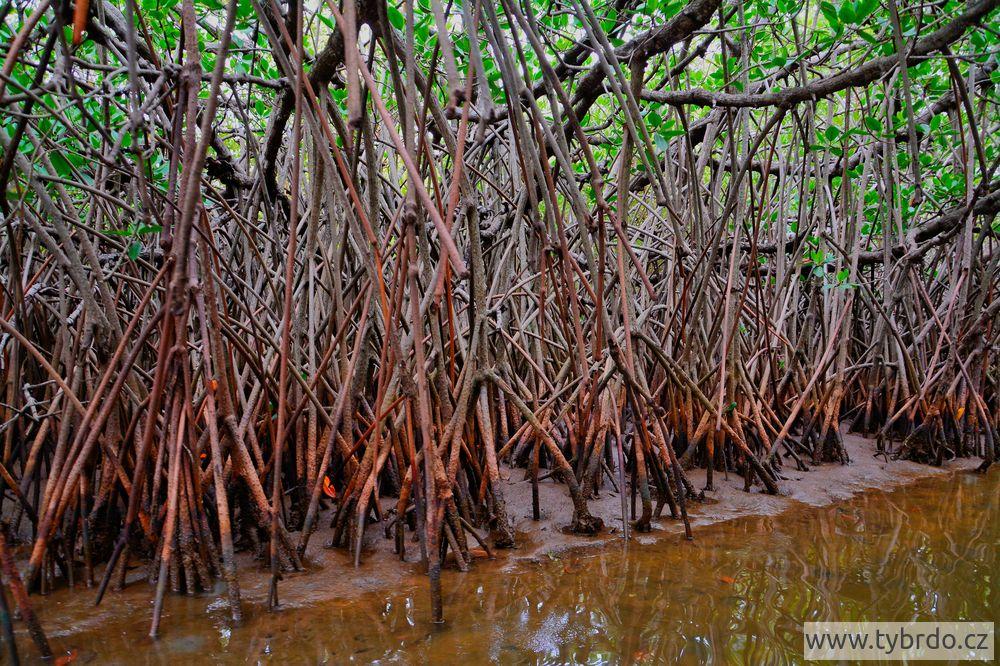 Pichavaram mangrove 