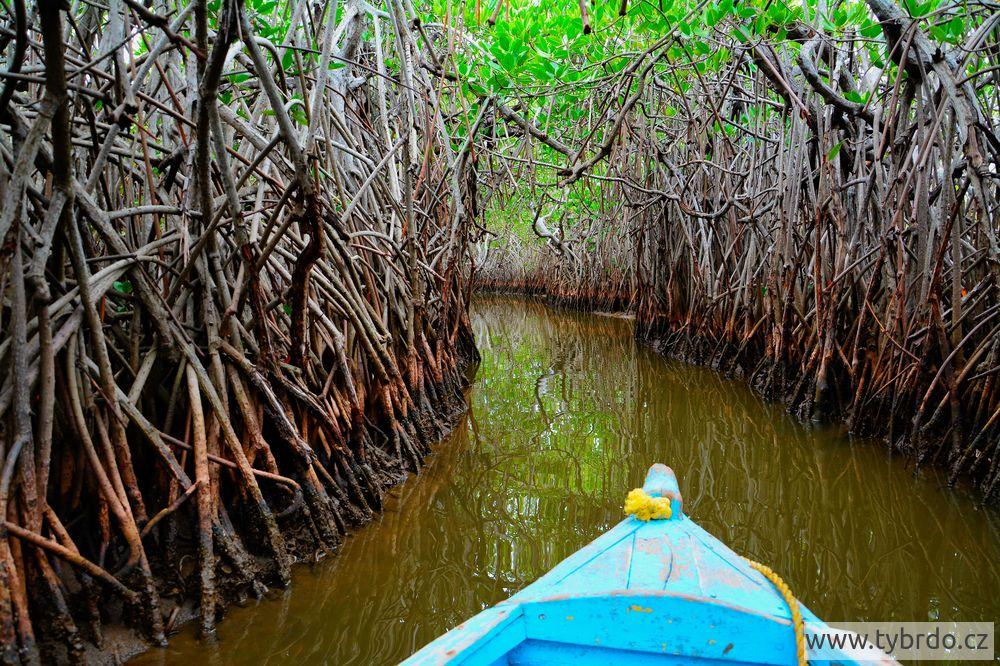 Pichavaram mangrove 
