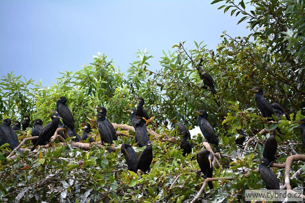Kormorán indomalajský, Ranganathittu Bird Sanctuary