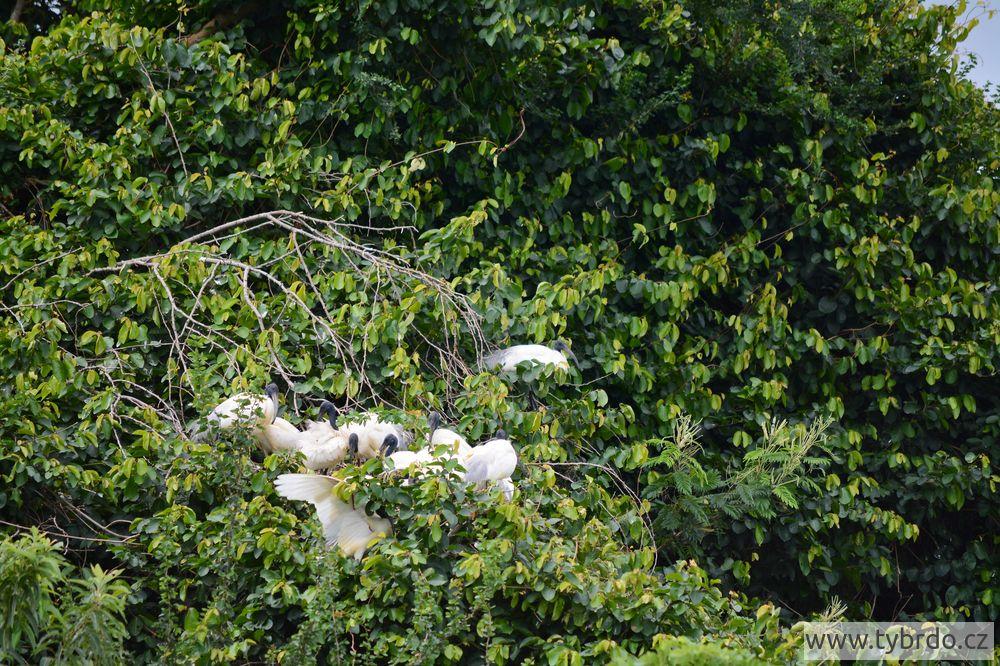 ibis černohlavý, Ranganathittu Bird Sanctuary