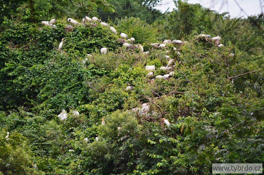 ibis černohlavý, Ranganathittu Bird Sanctuary