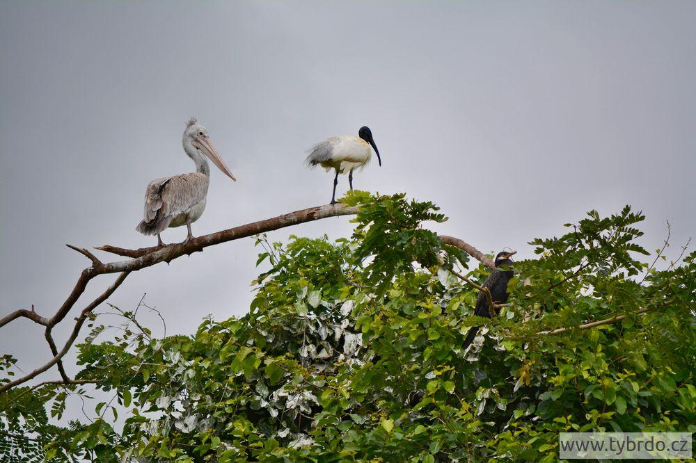 Pelikán skvrnozobý, ibis černohlavý, Ranganathittu Bird Sanctuary