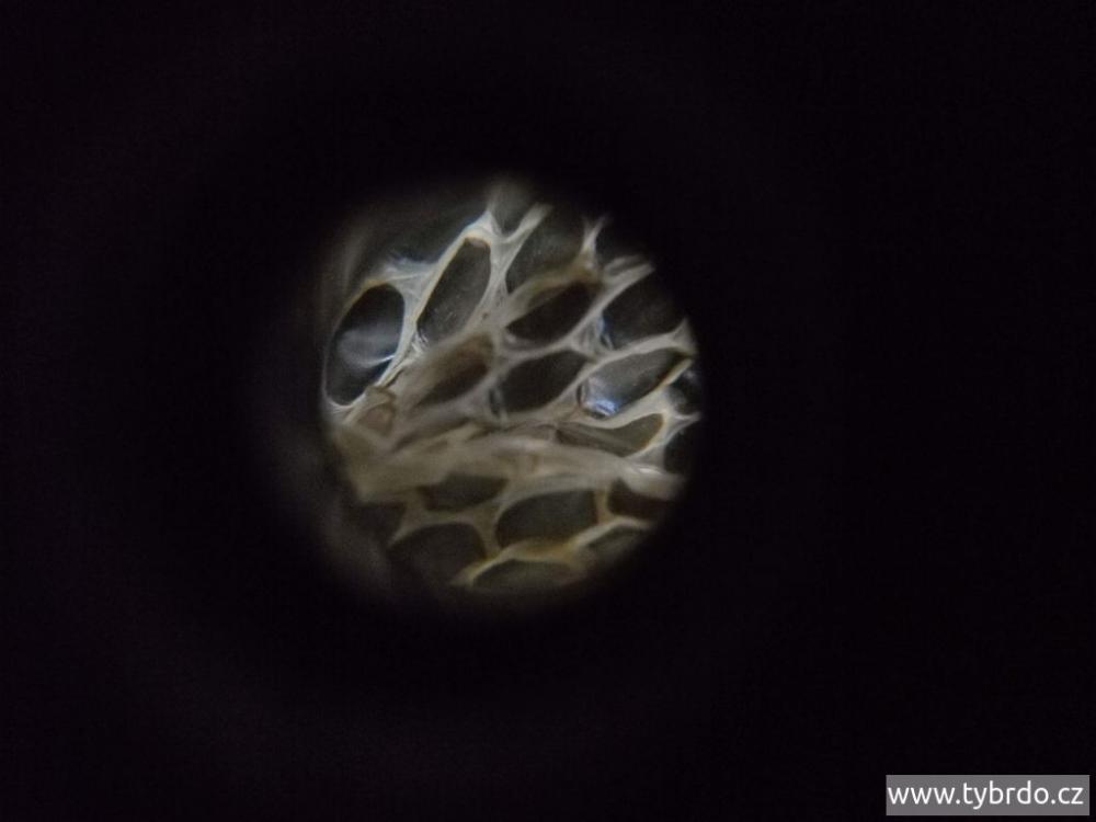 Foceno lupou na mobilu