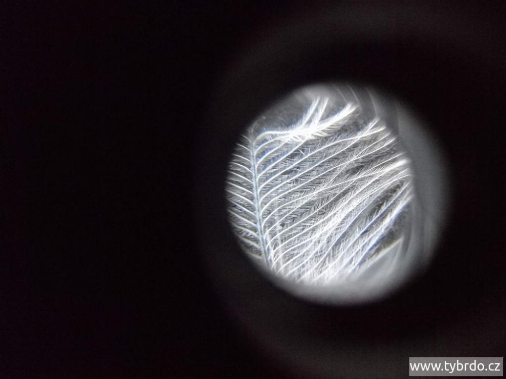 Foceno lupou na mobilu