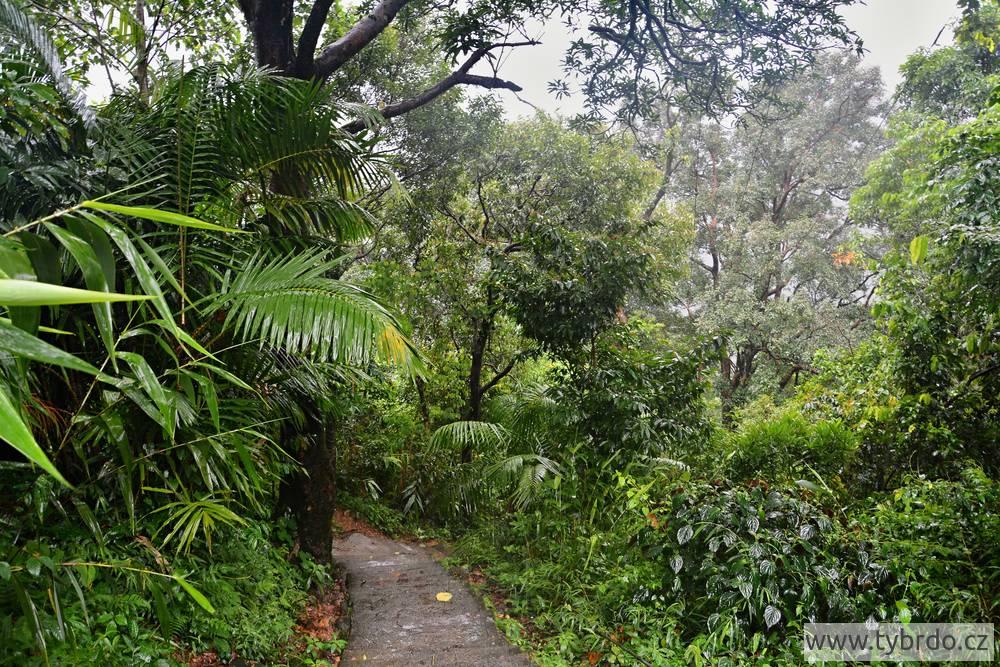 Zelená džungle poblíž Cherrapunji