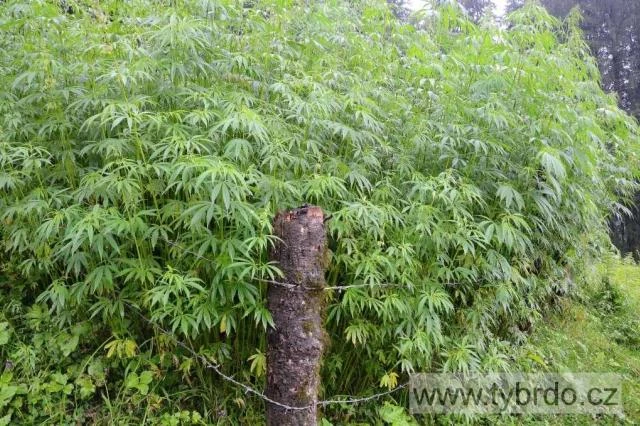 marihuana neboli ganja