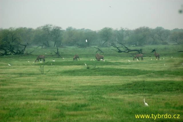 Bharatpur