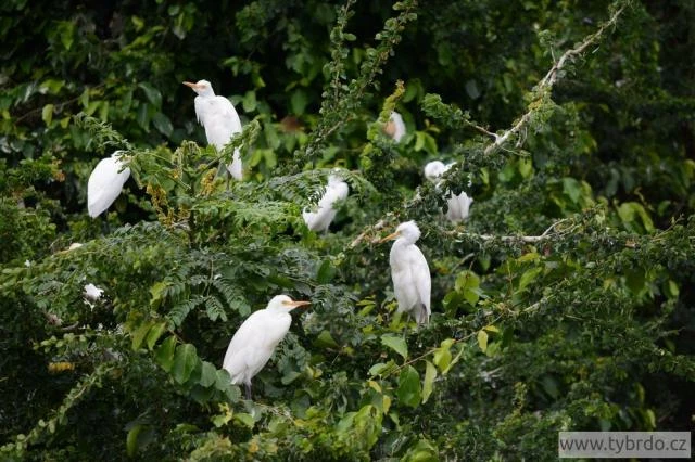 Ranganathittu Bird Sanctuary