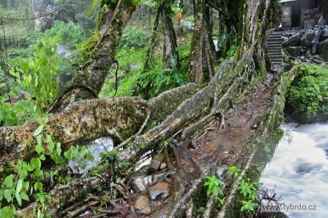 Živé mosty v Mégálaji jsou ze vdušných kořenů stromů